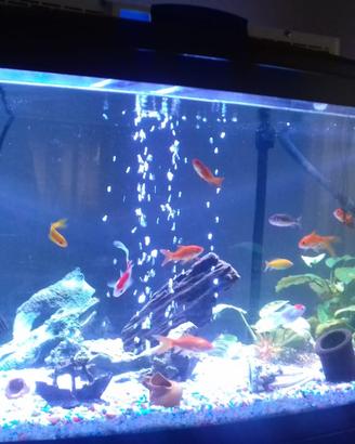 Cayman 110 Scenic  300 litri