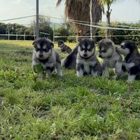 Cuccioli Alaskan Malamute