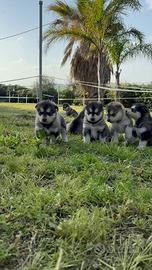 Cuccioli Alaskan Malamute