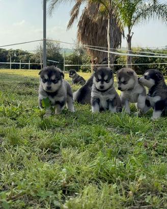 Cuccioli Alaskan Malamute