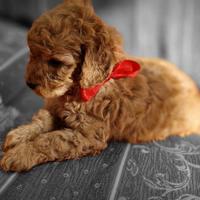 Barboncino Toy Red