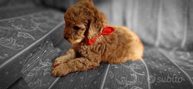 Barboncino Toy Red