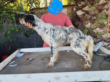 Setter inglese tricolore