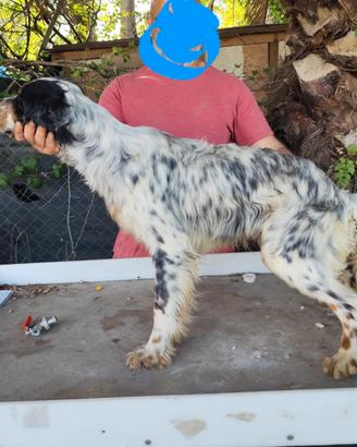 Setter inglese tricolore