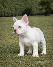 Super cucciolo di bulldog francese