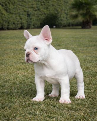 Super cucciolo di bulldog francese
