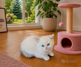 Cucciolo di Britush Shorthair