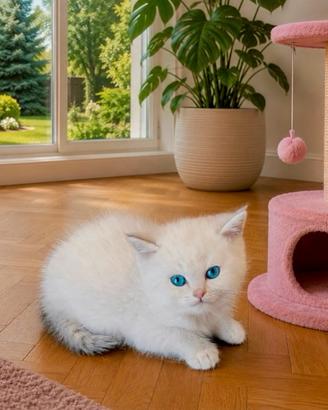 Cucciolo di Britush Shorthair