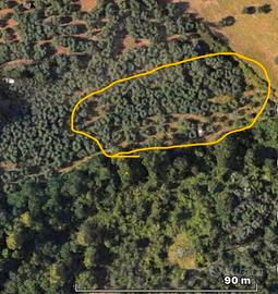 Terreno con ulivi