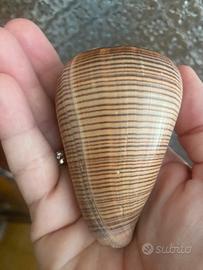 Conchiglia conus