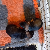 Bassotti nani pelo duro