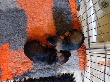 Bassotti nani pelo duro