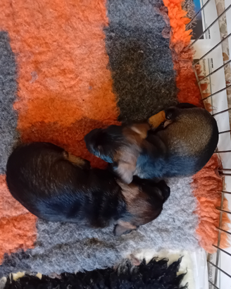 Bassotti nani pelo duro