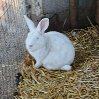 Coniglio bianco