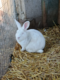 Coniglio bianco