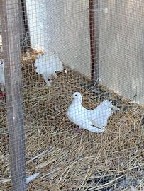 Colombe