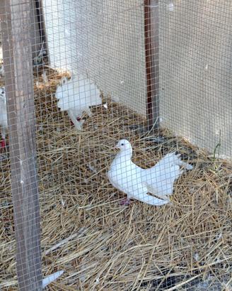 Colombe