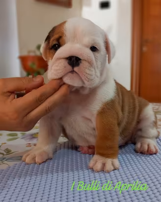 Bulldog inglese