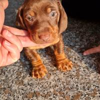 Bassotti nani CIOCCOLATO focato