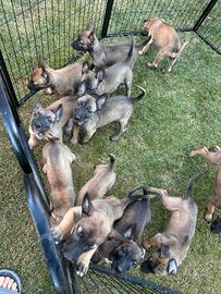 Cuccioli Pastore Belga Malinois
