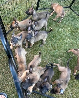 Cuccioli Pastore Belga Malinois