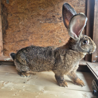 Gigante delle fiandre