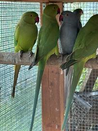 Pappagalli parrocchetti dal collare ancestrali