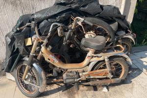 Califfone Rizzato n2