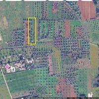 Due terreni agricoli adiacenti circa 6000 MQ