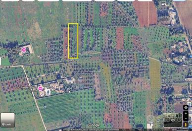 Due terreni agricoli adiacenti circa 6000 MQ