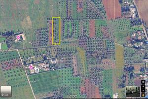 Due terreni agricoli adiacenti circa 6000 MQ