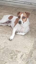 Jack Russell da monta