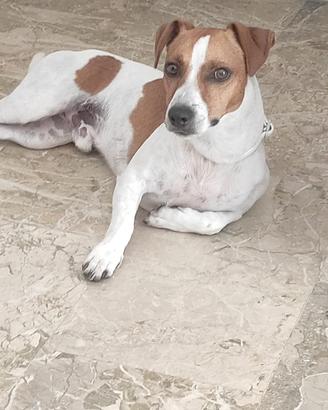 Jack Russell da monta