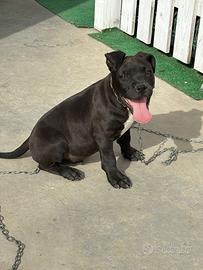 Cucciolo Pit bull maschio