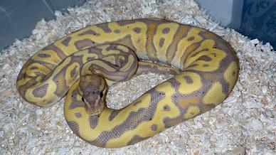 Pitone Reale ball vari morph