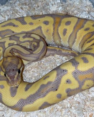 Pitone Reale ball vari morph