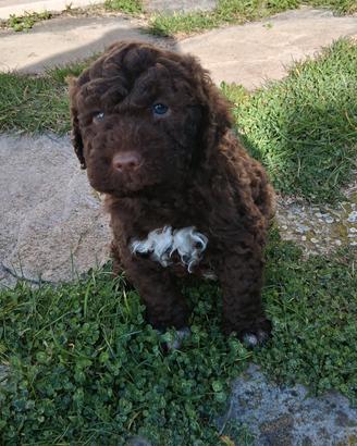 Lagotto Romagnolo