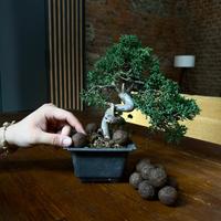 Fertilizzante 100% Organico Piante/Bonsai NPK 565