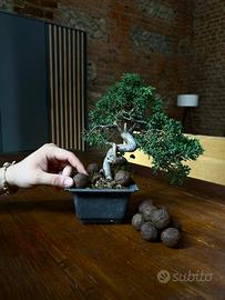 Fertilizzante 100% Organico Piante/Bonsai NPK 565
