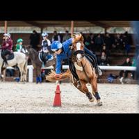 Welsh pony