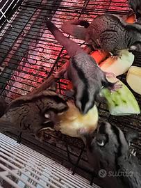 Petauro dello zucchero