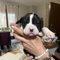 Cuccioli Pitbull