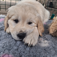 Cuccioli di golden retriever
