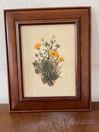 stampa botanica d'arredo