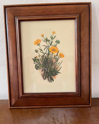 stampa botanica d'arredo