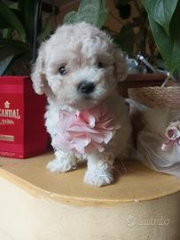 Chicca barboncina mini Toy cucciola