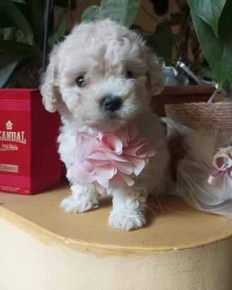 Chicca barboncina mini Toy cucciola