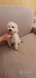 Cucciolo barboncino nano
