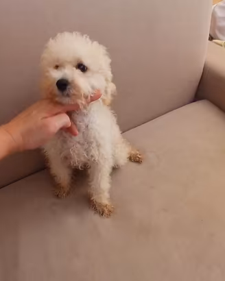 Cucciolo barboncino nano