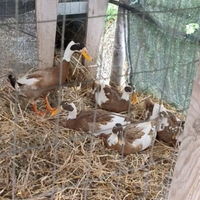 Anatroccoli corritrice indiana